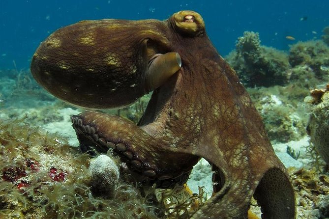 Two-Tank Dive for Certified Diving in St Thomas - At a glance