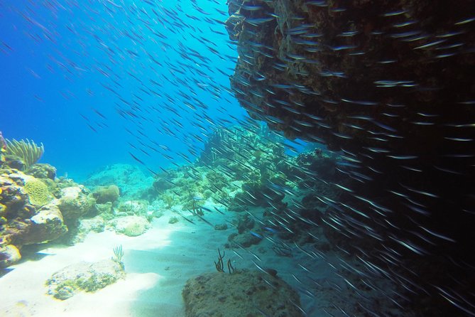 Two-Tank Dive for Certified Diving in St Thomas - Morning or afternoon: choose carefully
