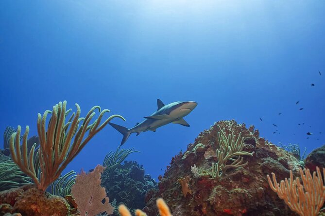 Two-Tank Morning Dive Trip for Certified Divers - Useful booking and timing advice